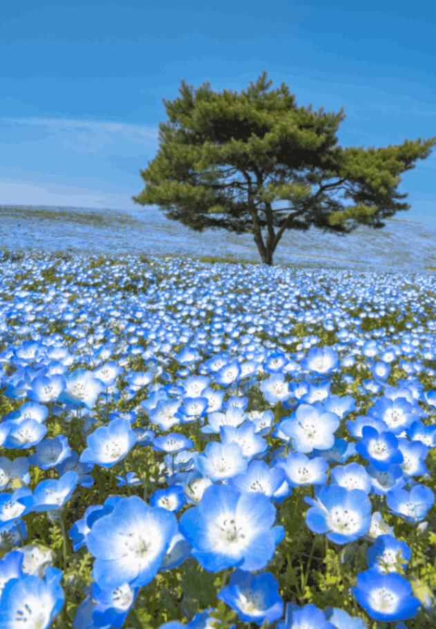 Hitachi Seaside Park 
